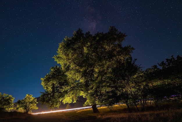 Old oak tree at night