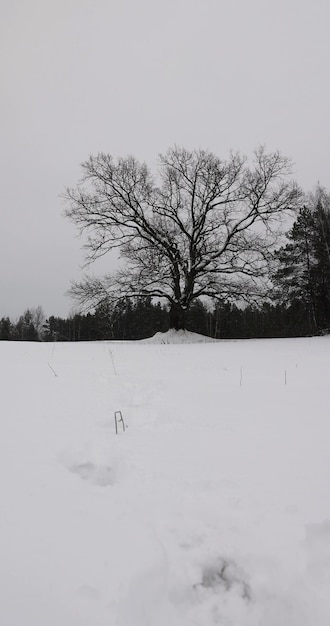 an old oak tree in winter during a snowfall