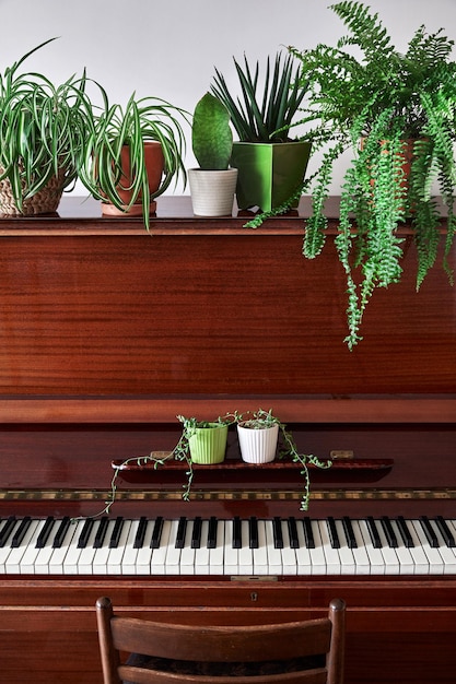 Old piano with plants in the pot