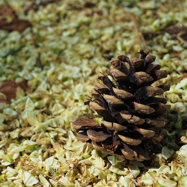 Old pine cone close-up against the background of fallen yellow flowers. Essentuki, Russia.