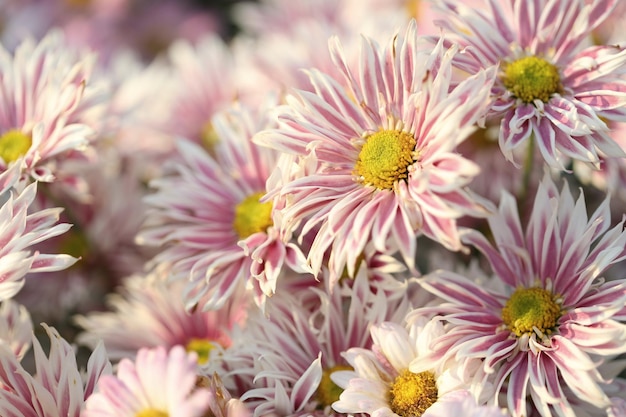 Old pink Chrysanthemum flower under sunlight