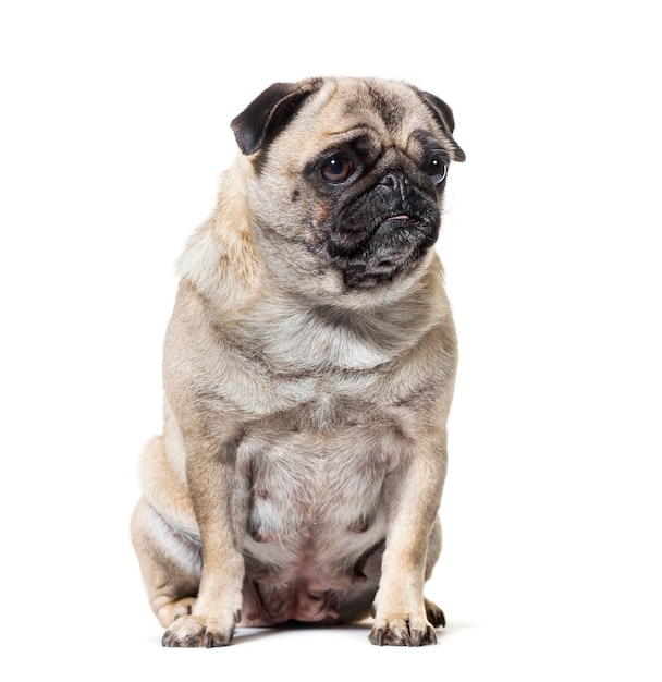 Old Pug dog sitting against white background