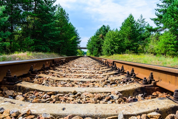 Old railroad in forest on summer