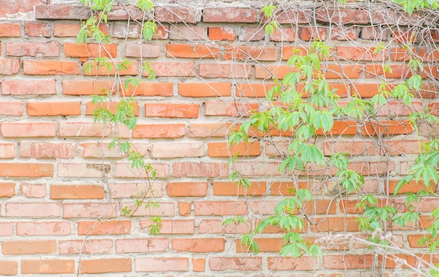 Old red brick wall texture Red brick wall texture grunge background