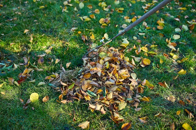 Old red rake in a pile of fall maple leaves, Raking autumn leaves on grass lawn, copy space.