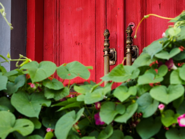 An old red wooden door with gold handles behind lush green foliage