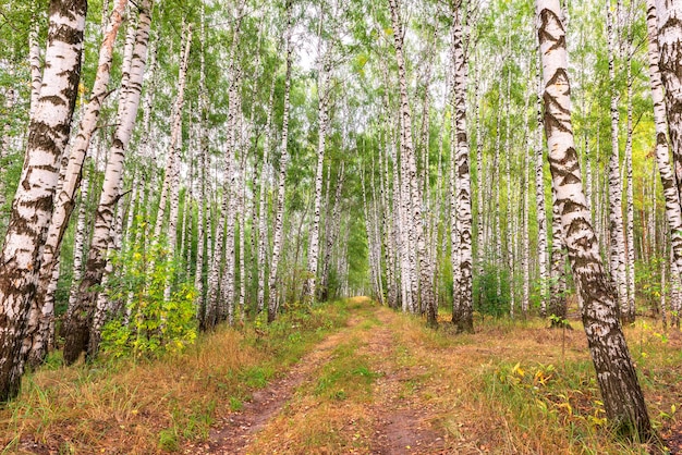 The old road in the birch forest