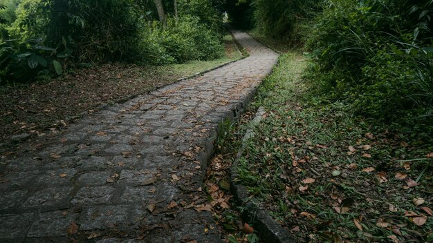 Photo old road in the forest old path brick road nature