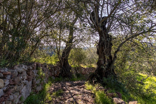 Old roman road in the countryside