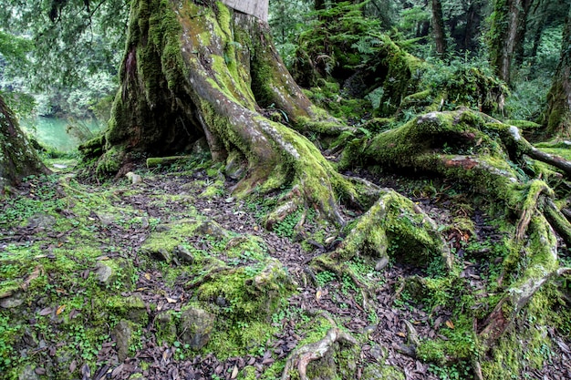 Old root Big tree at Alishan national park area in Taiwan.