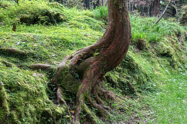 Old root Big tree at Alishan national park area in Taiwan.