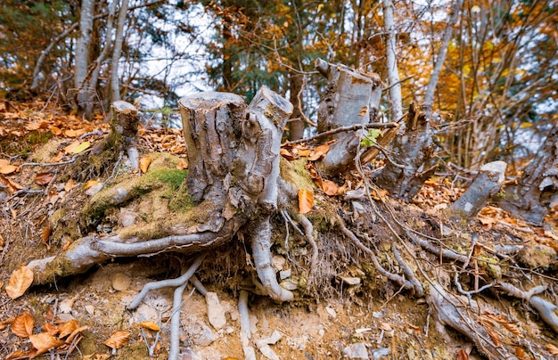 Old rotten stump sprinkled with multicolored fallen leaves