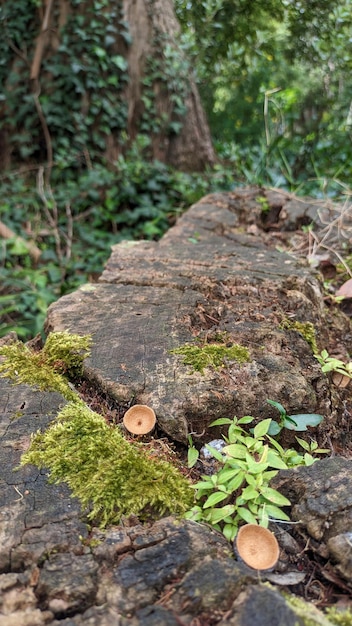 An old rotten stump on which moss grows and various other plants