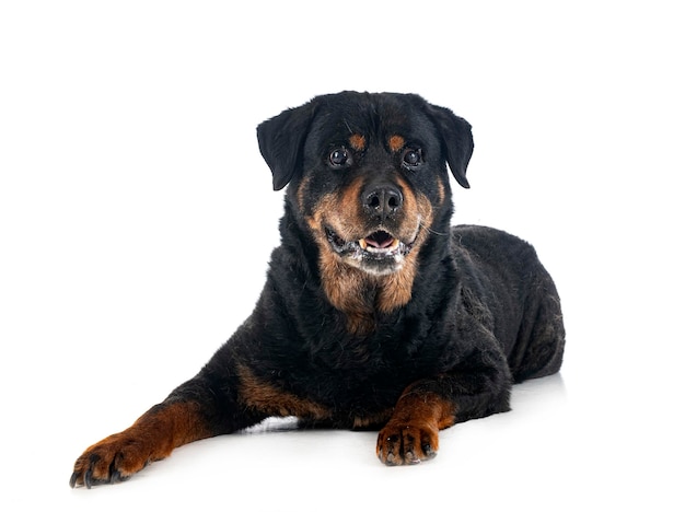 Old rottweiler in studio