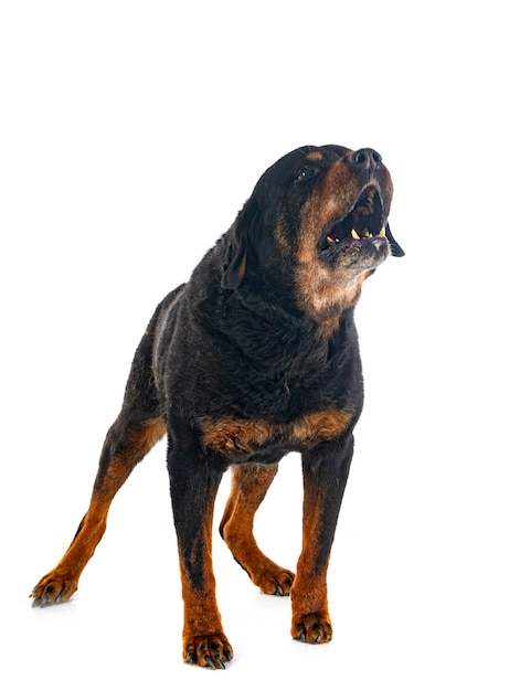 Old rottweiler in studio