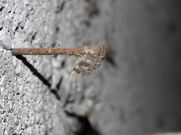 Old rusted spike covered by spider web