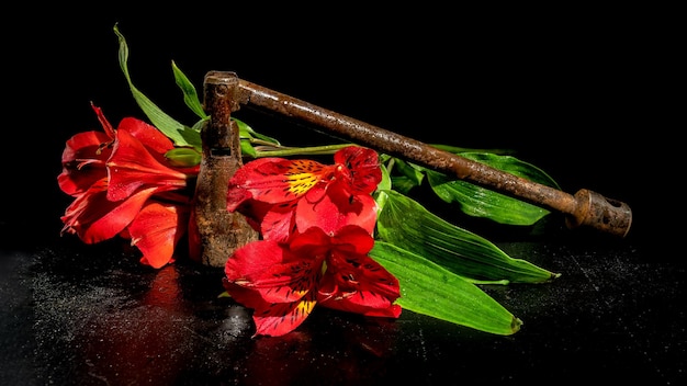 Old rusty metal tool and red flower on a black background