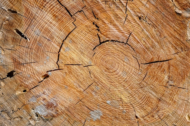 Old sawedoff tree trunk in forest with cracks