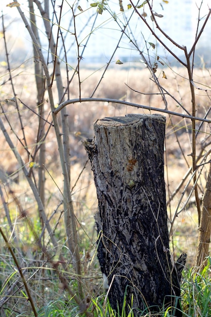 Old scary abandoned fence near a ruined house burnt tree and wire