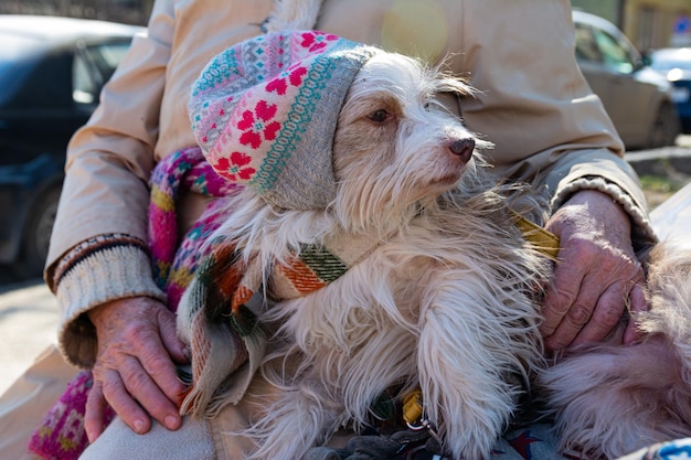 An old shaggy circus dog in a hat and scarf sits on the street on a midnight winter day