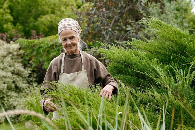 Old smiling woman in apron pullover and scarf on head taking care of thuja