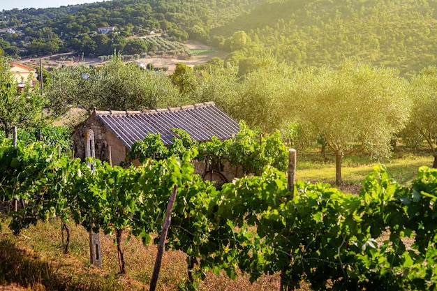 An old stone srai house for farming tools among olive trees and vineyards Summer in the south of Italy Rural landscape