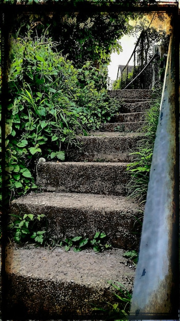 Old stone steps amidst plants