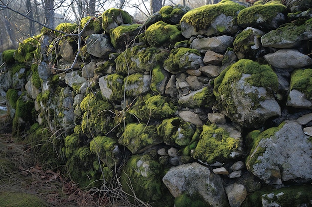 Old stone wall covered with green moss and lichen in winter