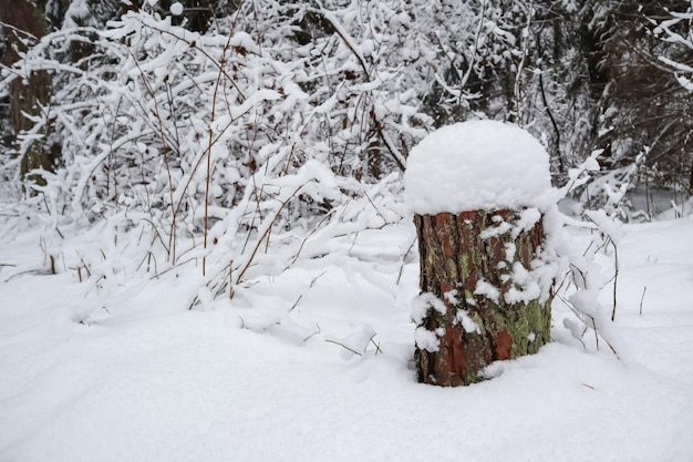 An old stump covered with white snow in beautiful winter snowy forest