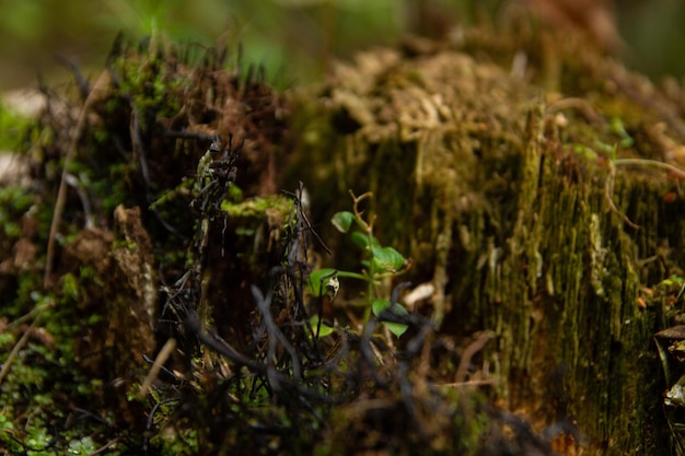 Old stump in the forest overgrown with grass and black mushrooms