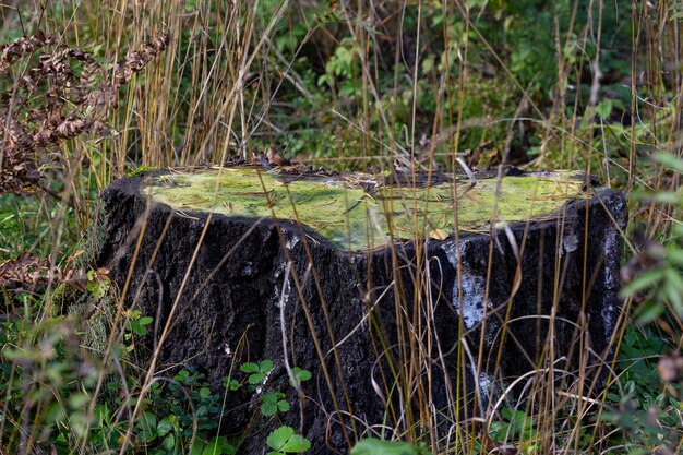 Photo old stump overgrown with moss in the autumn forest, september