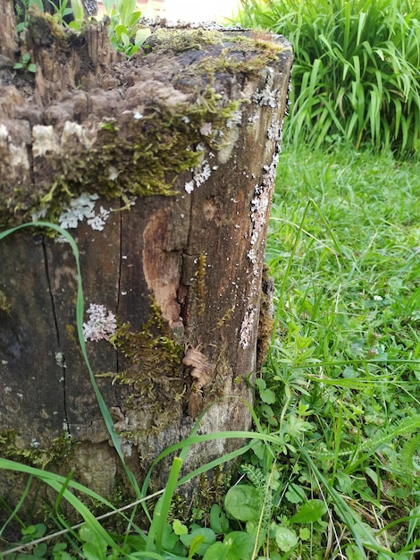 An old stump that remained after a tree was cut down A beautiful part of forest nature The stump is covered with moss