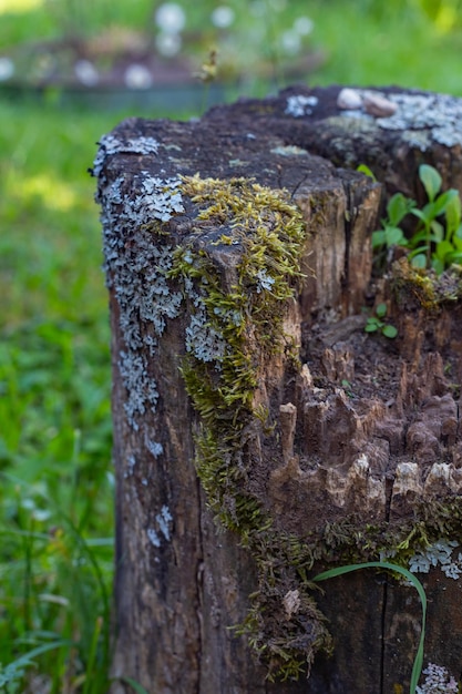 Photo an old stump that remained after a tree was cut down a beautiful part of forest nature the stump is covered with moss