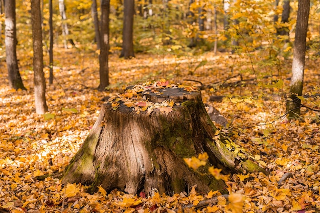 Old stump and yellow maple leaves in autumn forest fall landscape autumn season natural background