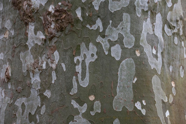 Old sycamore tree trunk and hard bark textrura looks like a camouflage uniform