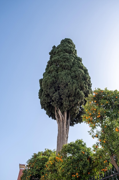 Old tall cypress tree on blue cloudy sky background low angle view