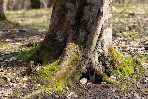 Old thick tree root