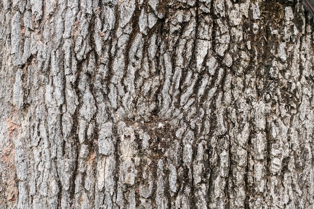 Old tree bark texture background