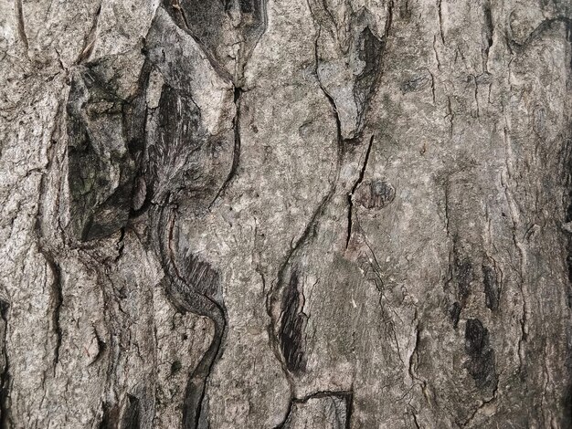 Old tree bark with beautiful patterns for graphic design