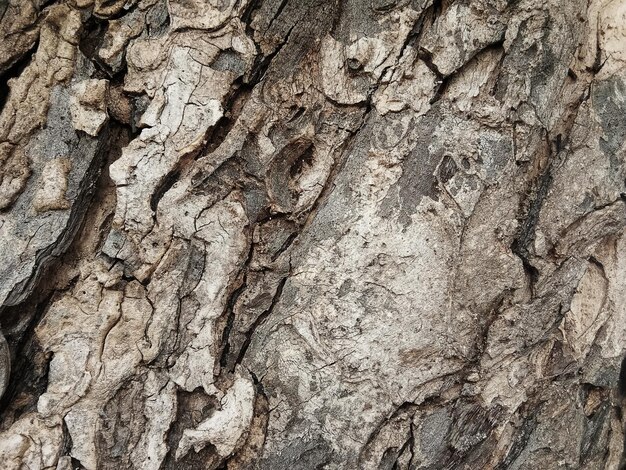 Old tree bark with beautiful patterns for graphic design