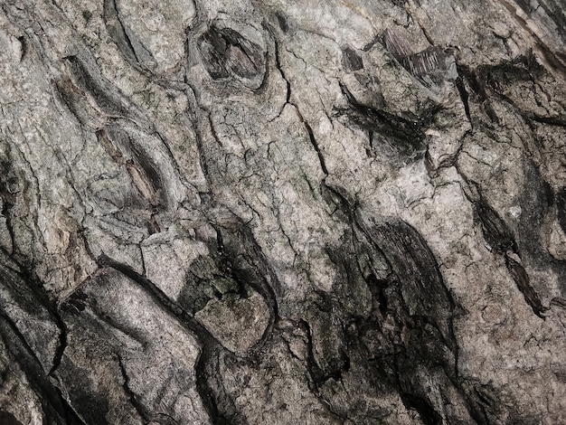 Old tree bark with beautiful patterns for graphic design