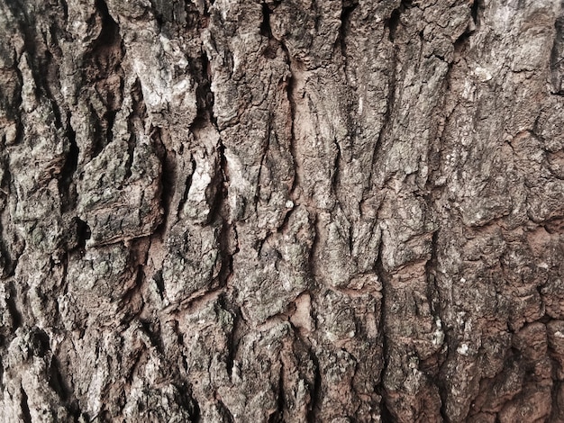 Old tree bark with beautiful patterns for graphic design