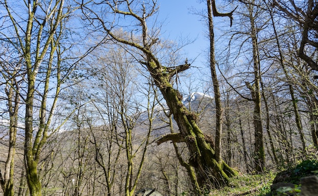 Old tree covered with moss in forest of Sochi. Russia.