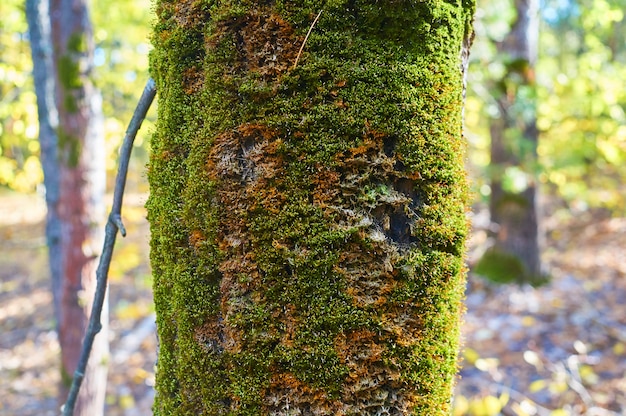 Old tree in the forest with an expanding the moss on the trunk.                           