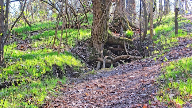 Old tree in the hill The roots of the tree can be seen at the foot of the hill In spring among the earth and young grass in sunny weather