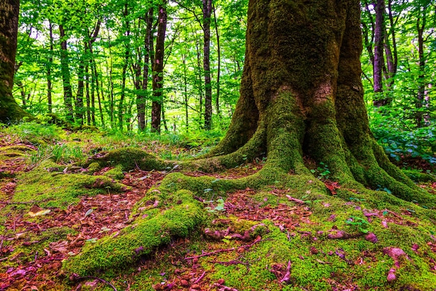 Old tree in moss