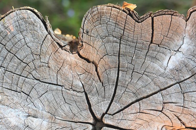 Photo old tree stump texture backgroud wooden nature texture table top for design blackdrop or overlay