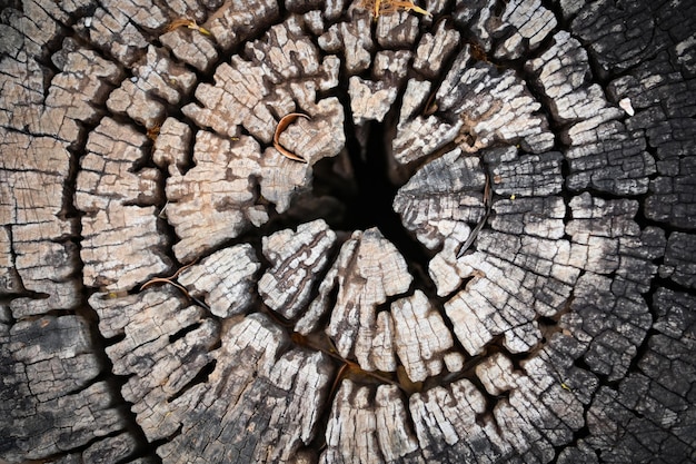 Old tree stump top view ideal round cut down tree with annual rings and cracks Wooden texture Texture of Annual Growth Rings Circle on Stump