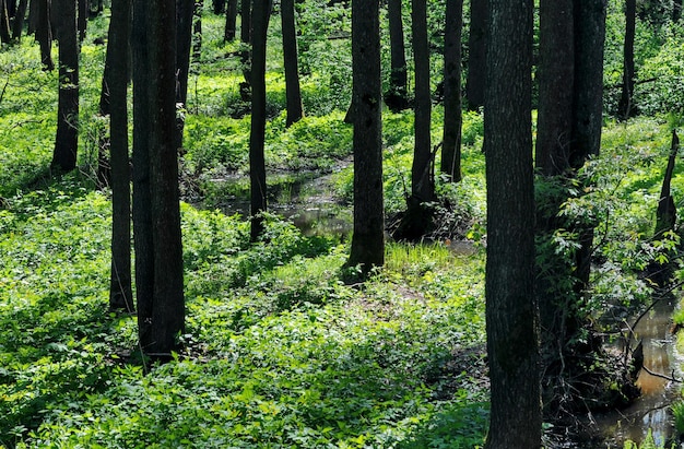 Old trees and grass in the forest lowlands Moscow region Russia