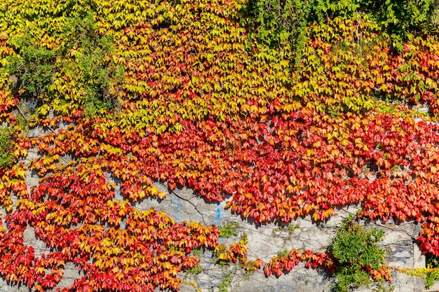 An old wall covered with multicolored wild grapes in a stone house on a street in varenna a small to...